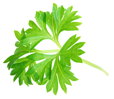 Parsley Leaf PNG Image