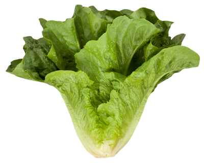 Romaine Cos Lettuce PNG image
